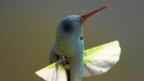 Hummingbird drone fitted with a camera