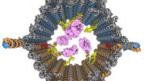DNA robot