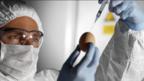 Avian flu research
