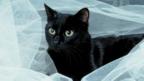 Black cat (Copyright: Thinkstock)