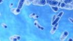 Microbiome