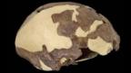 The cast of the Iwo Eleru skull