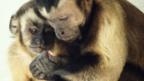 Two monkeys staring at food