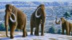 Woolly mammoth