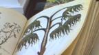 Plants found in ancient pills offer medicinal insight