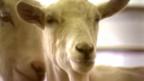 The goats with spider genes and silk in their milk