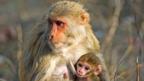 Social rank 'linked to immunity'