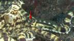 Fish disguised as copycat octopus