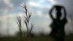 A Ugandan walks through a fieldcarrying a bucket of sorghum (Copyright: Getty Images)