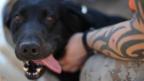 Marine dog with its handler (Copyright: Getty Images)