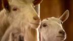 The goats with spider genes and silk in their milk
