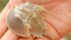 Fossil records 'crab' death march