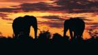 Do animals have death rituals?