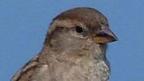 sparrow