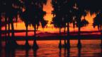 Nature’s water purifiers help clean up lakes