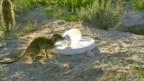 Male meerkat solves brainteaser