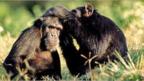 Study says chimpanzees use 'human-like gestures'