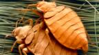 Chemical resistant bed bugs spread in UK