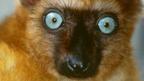 Lemurs sliding towards extinction