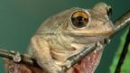 Climate change may boost frog disease chytridiomycosis