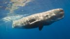 Recreating the sweet smell of whale poo