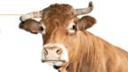 The unusual uses for animal body parts