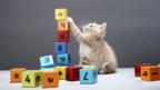 Animals that can count