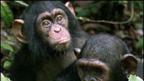 Can you count faster than a chimp?