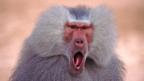 Cape Town tackles 'troublesome' baboons