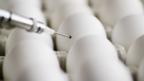 How the seasonal flu jab is made