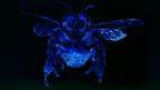 African honey bee (Copyright: SPL)