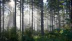 The hidden patterns in nature