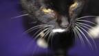 Sinister cat