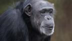Sharing: Chimp study reveals origins of human fair play