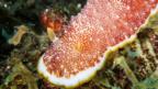 Sea slug's 'disposable penis' surprises