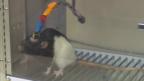 Rat in Nicolelis lab