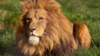 Fencing off wild lions from humans 'could save them'