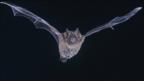 Human brain's 'bat sight' found