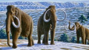Woolly mammoth