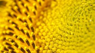 Close up of sunflower (Copyright: SPL)
