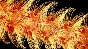How silkmoths could defeat terrorism, pollution, and drug smuggling