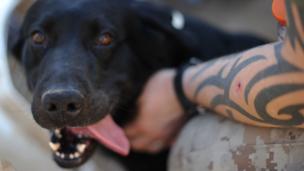 Marine dog with its handler (Copyright: Getty Images)