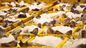 DNA barcoding: The hi-tech fight against fake food