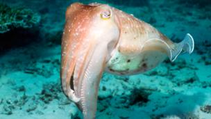 Cuttlefish provide smart fashion tips