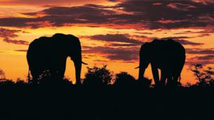 Do animals have death rituals?