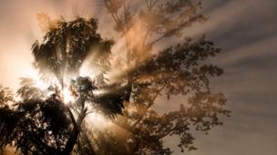 Sucking CO2 from the skies with artificial trees