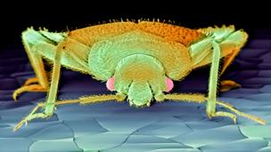 Will we ever… get rid of bed bugs?