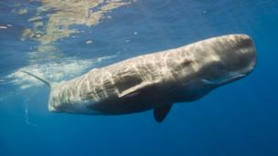 Recreating the sweet smell of whale poo