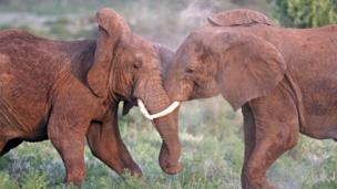 Why animals also seek teenage kicks