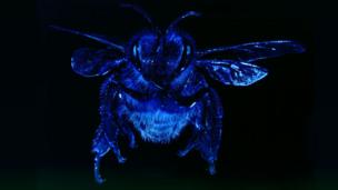 African honey bee (Copyright: SPL)
